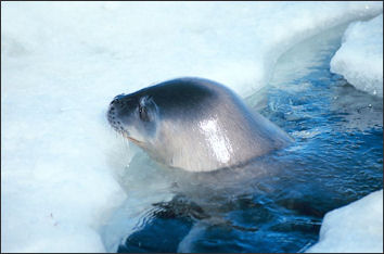 20120522-seal Weddell_seal.jpg